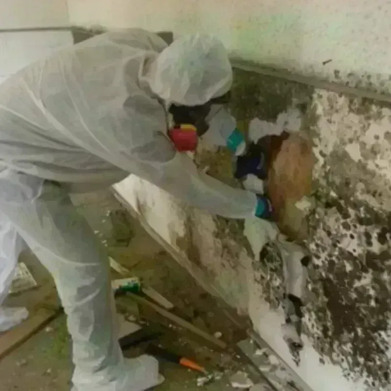 Mold Remediation and Removal in Central High, OK